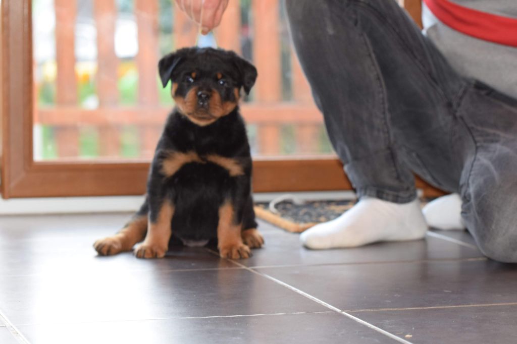 Cerro de la Gloria - Rottweiler - Portée née le 18/10/2020