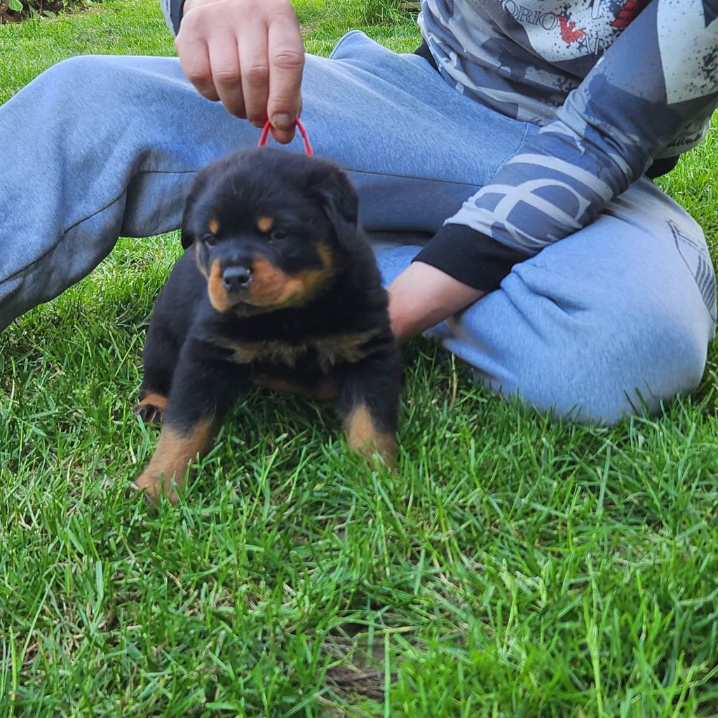 Cerro de la Gloria - Chiots disponibles - Rottweiler