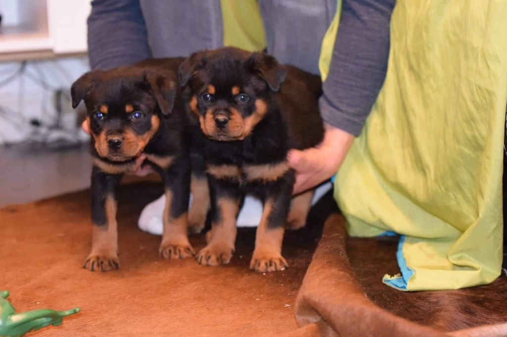 Cerro de la Gloria - Chiots disponibles - Rottweiler