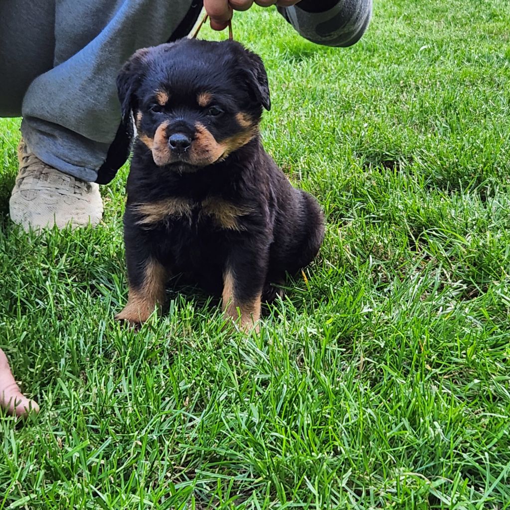 Cerro de la Gloria - Chiots disponibles - Rottweiler