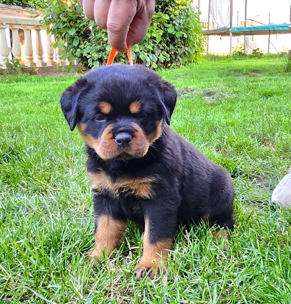 Cerro de la Gloria - Chiots disponibles - Rottweiler