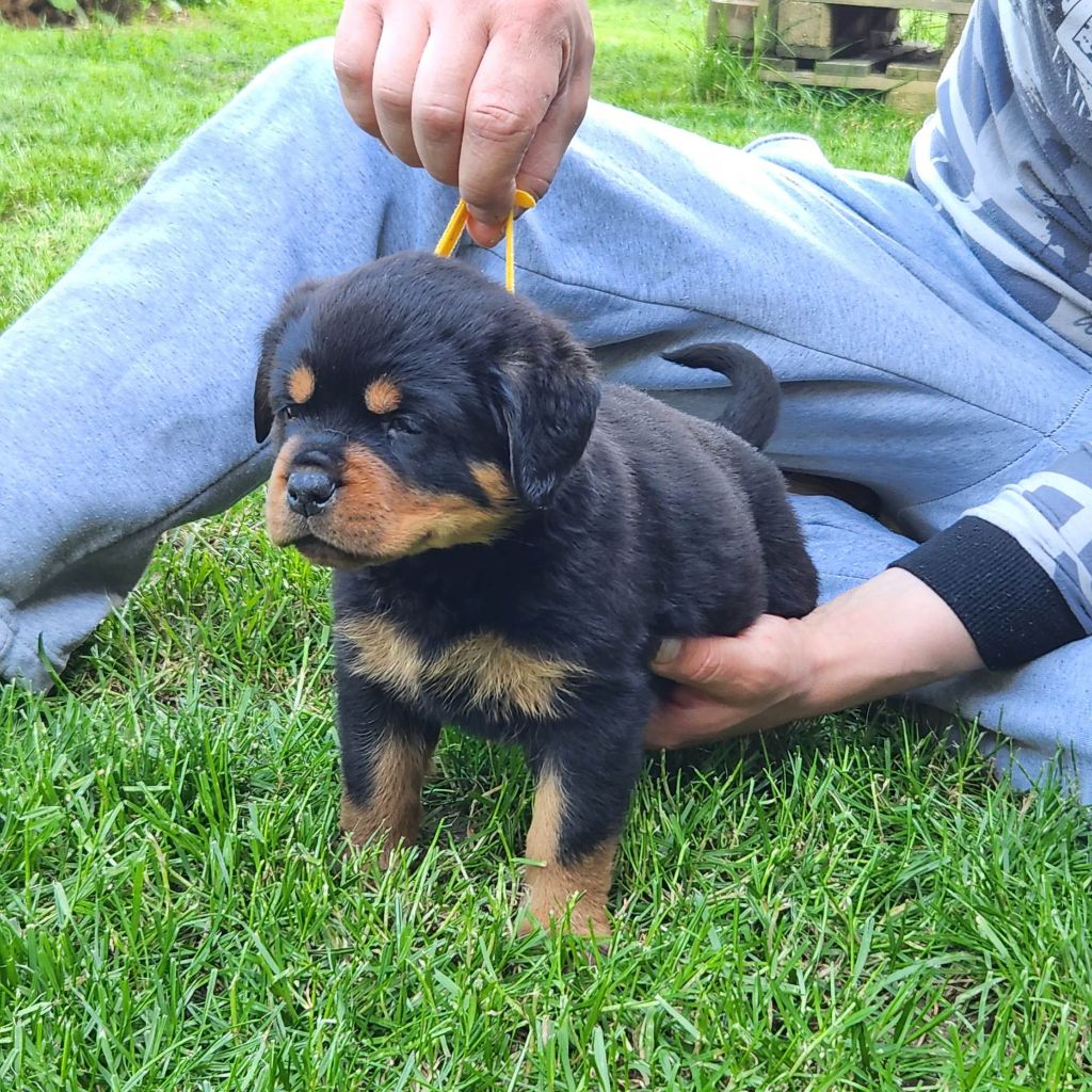 Cerro de la Gloria - Chiots disponibles - Rottweiler